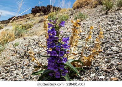 A Beautiful Penstemon Flower In The Great Basin Desert Of Nevada