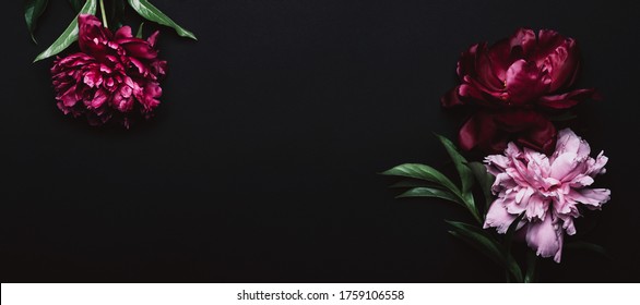 Beautiful peonies in dark colors. Black Floral banner. Soft focus, copy space.