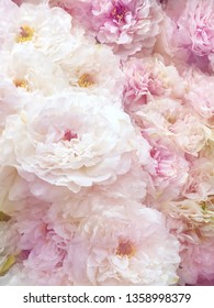 Beautiful peonies flowers, Bouquet of pink peony background.