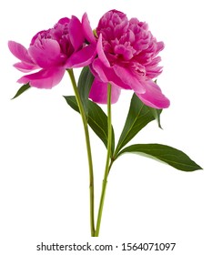 Painted Watercolor Card Pink Peonies Hand Stock Illustration 462665923