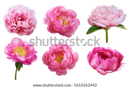 Beautiful peonies on white background. Pink flowers isolated.