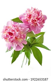 Beautiful Peony Bunch Isolated On White 