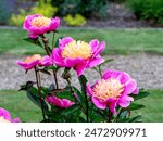 Beautiful peony Doreen flowers in a garden