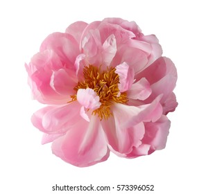 beautiful peony flower isolated on white background - Shutterstock ID 573396052