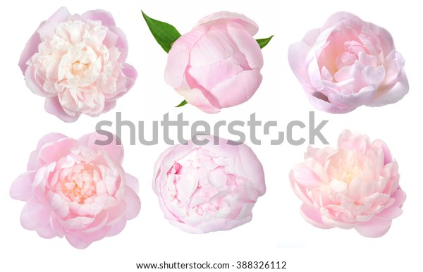 304,893 Peony White Background Images, Stock Photos & Vectors ...