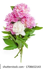 beautiful peony flowers bunch isolated on white background