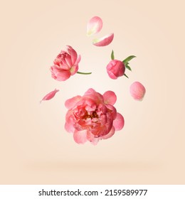 Beautiful peony flowers flying on pink background - Powered by Shutterstock
