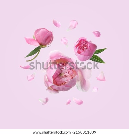 Beautiful peony flowers flying on pink background