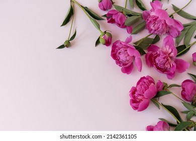 Beautiful peony flowers on pink background. Aesthetic minimalist flower composition. Valentine's Day, Mother's Day holiday concept