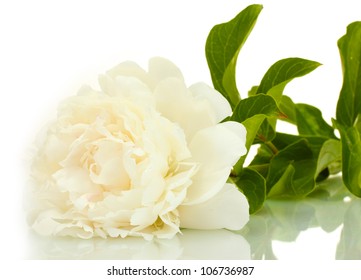 Beautiful Peony Isolated On White