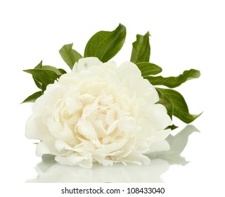 Beautiful Peony Isolated On White