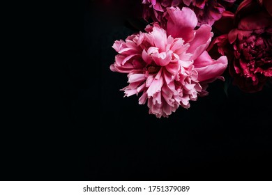 Beautiful peony on black. Floral background. Soft focus, copy space.