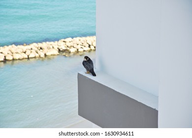 Beautiful Peregrine Falcon Pigeon Rests On Top Of An Urban Building Facing The Sea. 