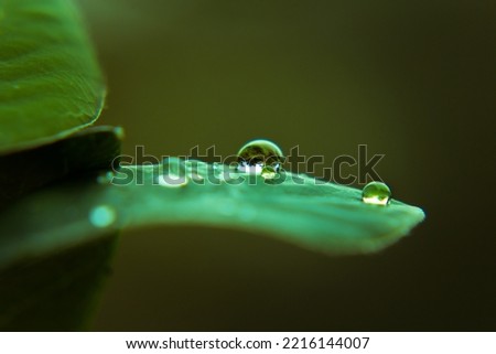 Similar – Image, Stock Photo Dew drops on leaf Design