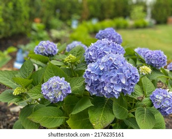 Beautiful Periwinkle Blue Hydrangea In My Garden