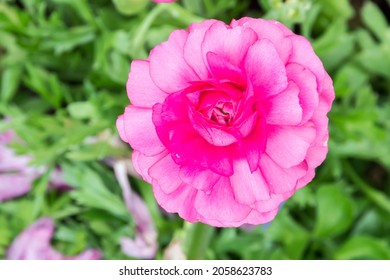 Beautiful Persian Buttercup flower in the park