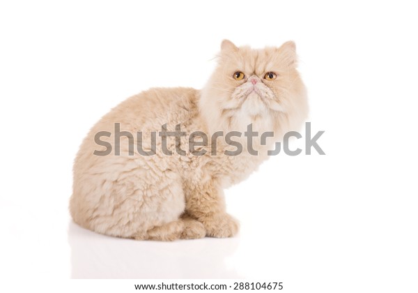 Beautiful Persian Cat Cream Short Hair Stock Photo Edit Now