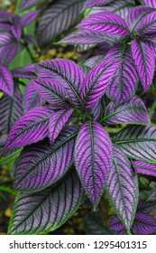 Beautiful Persian Shield