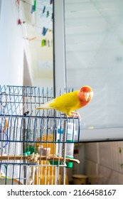 Beautiful Pet Bird At Home. The Rosy-faced Lovebird (Agapornis Roseicollis) Sitting On His Cage In The Loggia. The Parrot Is Also Known As The Rosy-collared Or Peach-faced Lovebird.