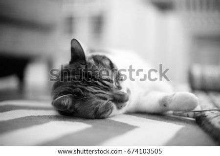 Beautiful pet cat lying on the carpet - home sweet home for this feline is all around the house, black and white image 