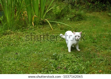 Similar – Image, Stock Photo Cat observed Animal Pet 1