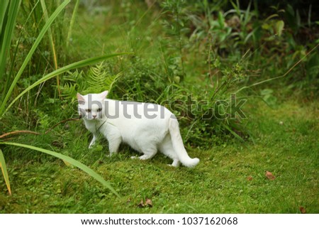 Similar – Image, Stock Photo Cat observed Animal Pet 1