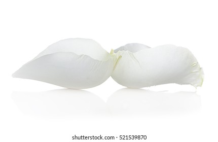 Beautiful Petal White Rose  On A White Background.