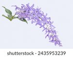 Beautiful Petrea volubilis (Purple Wreath, Sandpaper vine, Queen