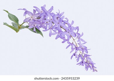 Beautiful Petrea volubilis (Purple Wreath, Sandpaper vine, Queen's Wreath) flowers on white background. Young vines have hairs, but when the vines grow, the hairs are gone. Purple flower.