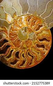 beautiful petrified extinct fossil shell animal Ammonite Nautilusmarine mollusc chamber spiral shape, symbol family happiness, wealth eternity isolated on black