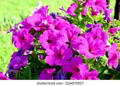 beautiful petunia flowers in a flowerpot on the town square