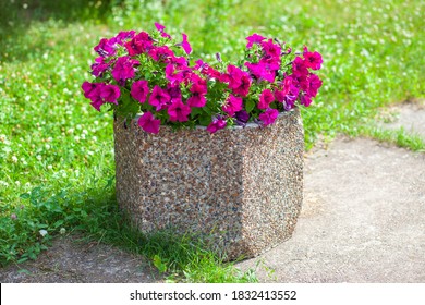 Beautiful Petunias In A Concrete Flowerbed