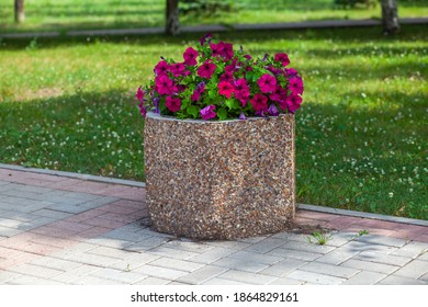 Beautiful Petunias In A Concrete Flowerbed