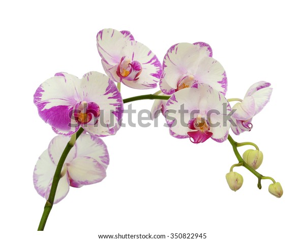 Beautiful Phalaenopsis Blume Orchid Flowers Isolated Stock Photo Edit Now