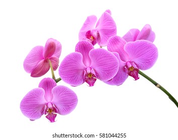 beautiful Phalaenopsis orchid flowers, isolated on white background