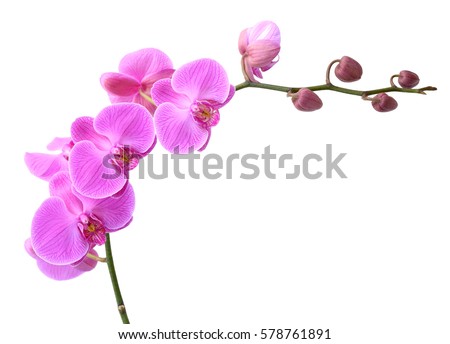 beautiful Phalaenopsis orchid flowers, isolated on white background