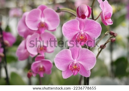 Beautiful Phalaenopsis orchids with beautiful flowers and green leaves. Close up shots for decorative backgrounds. 

white, pink, yellow, purple, closeup, valentine, vanda, leaf, hybrid, bud, spring

