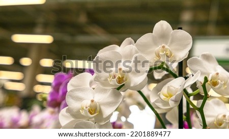 Beautiful phalaenopsis orchids in the greenhouse	