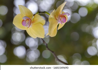 Beautiful Phalaenopsis yellow orchid flower with nature blur bokeh background. selective focus 