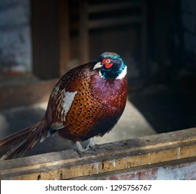 Beautiful Pheasant (Phasianus Colchicus) Is Sitting On The Wooden Sill Plate On The Farm