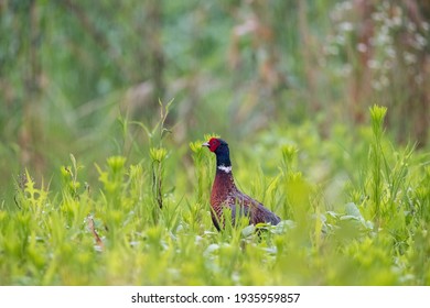 beautiful pheasant in the rain, common pheasant, male ring-necked pheasant