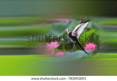 Similar – rub Insect Flower Cosmos