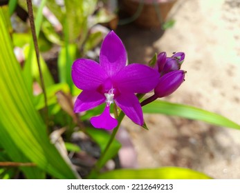 A  Beautiful  Philippine Ground Orchid Flower 