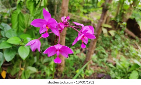 Beautiful Philippine Ground Orchid Flowers.