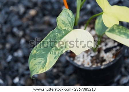 beautiful philodendron bipennifolium variegated in the pot  