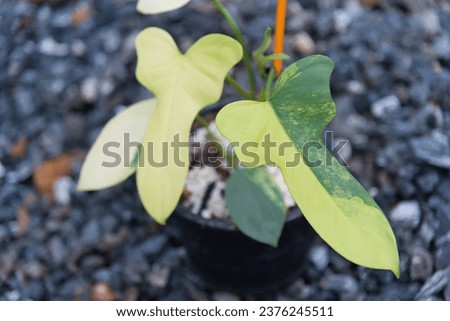 beautiful philodendron bipennifolium variegated in the pot