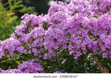 Beautiful phlox paniculata blooms in the garden. The pink flowers of the paniculate phlox in garden - Powered by Shutterstock