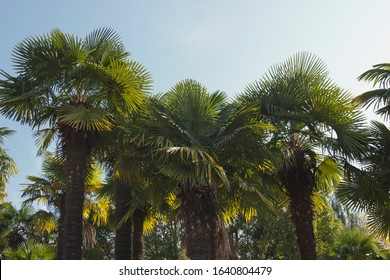 Beautiful Phoenix canariensis decorating garden. grown as an ornamental plant in almost all countries with a subtropical climate.  tropical vegetation and jungles. - Shutterstock ID 1640804479