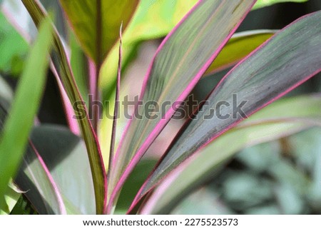 Beautiful Phormium tenax 'Sundowner' tropical plant. Space for copy. 