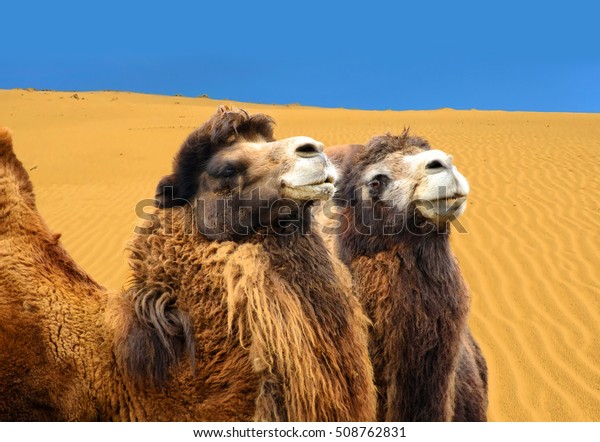 Beautiful Photo Bactrian Camels Sand Dunes Stock Photo Edit Now 508762831